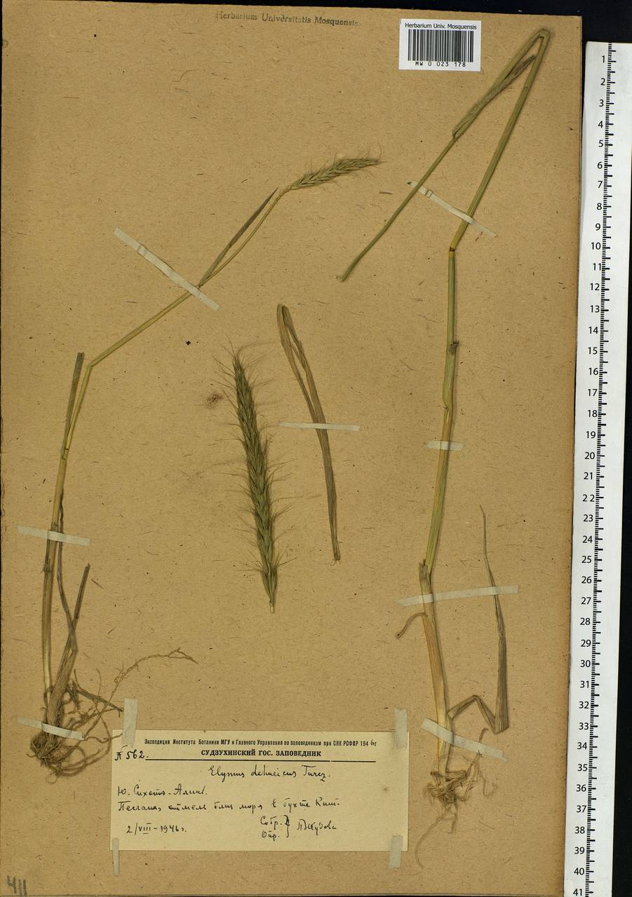 Campeiostachys dahurica (Turcz. ex Griseb.) B.R.Baum, J.L.Yang & C.Yen, Siberia, Russian Far East (S6) (Russia)