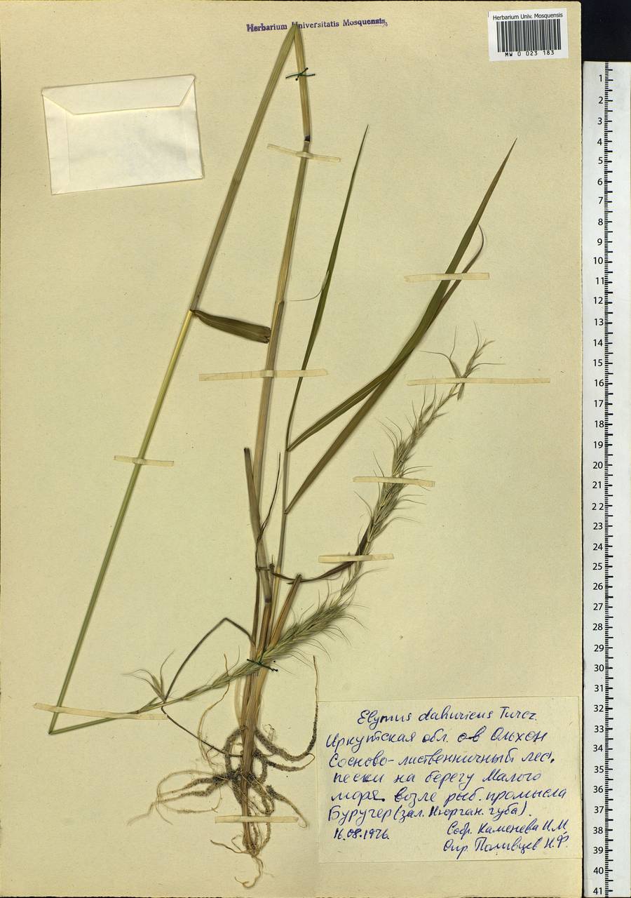 Elymus dahuricus Turcz. ex Griseb., Siberia, Baikal & Transbaikal region (S4) (Russia)
