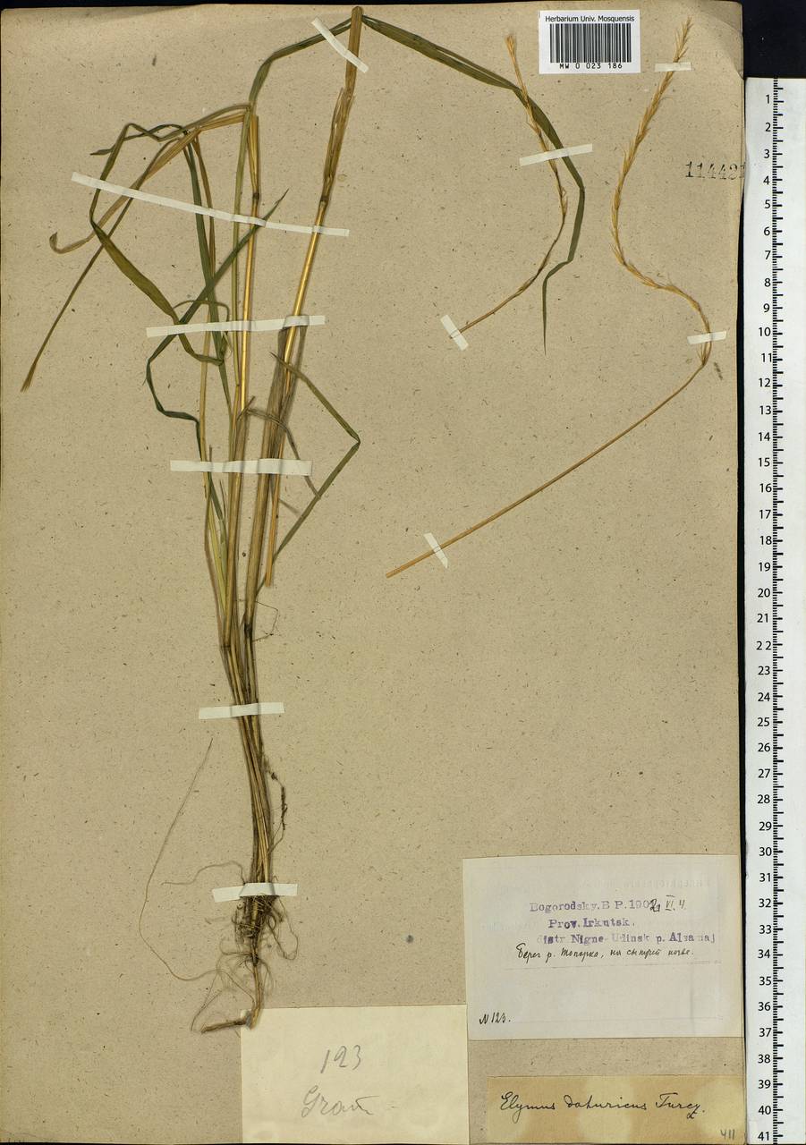 Elymus dahuricus Griseb., Siberia, Baikal & Transbaikal region (S4) (Russia)