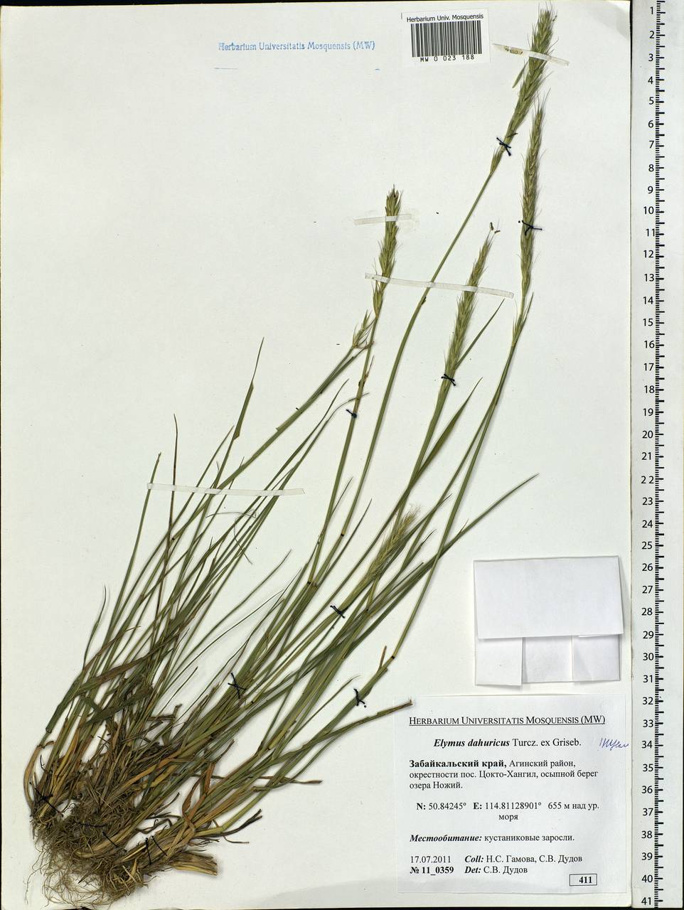 Campeiostachys dahurica (Turcz. ex Griseb.) B.R.Baum, J.L.Yang & C.Yen, Siberia, Baikal & Transbaikal region (S4) (Russia)