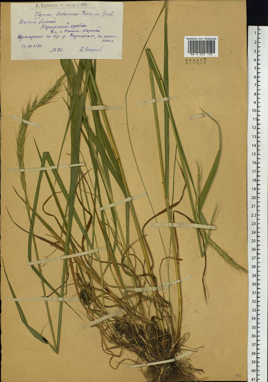 Campeiostachys dahurica (Turcz. ex Griseb.) B.R.Baum, J.L.Yang & C.Yen, Siberia, Western (Kazakhstan) Altai Mountains (S2a) (Kazakhstan)