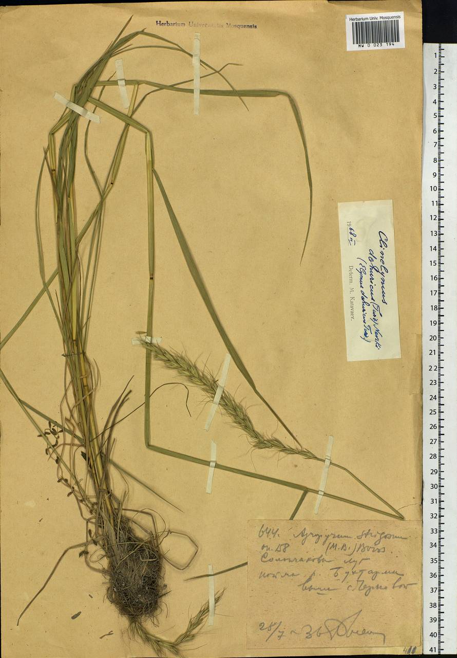 Campeiostachys dahurica (Turcz. ex Griseb.) B.R.Baum, J.L.Yang & C.Yen, Siberia, Western (Kazakhstan) Altai Mountains (S2a) (Kazakhstan)