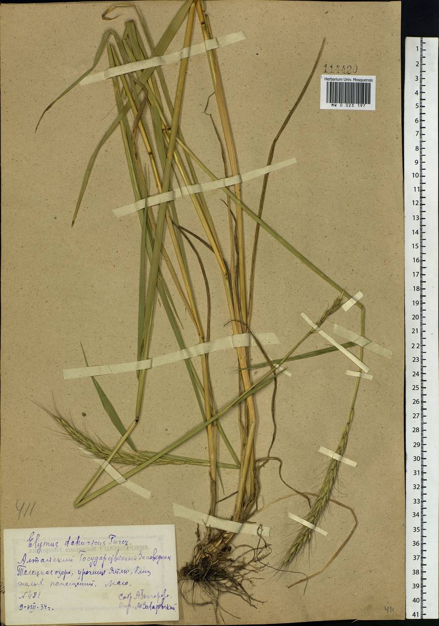 Campeiostachys dahurica (Turcz. ex Griseb.) B.R.Baum, J.L.Yang & C.Yen, Siberia, Altai & Sayany Mountains (S2) (Russia)