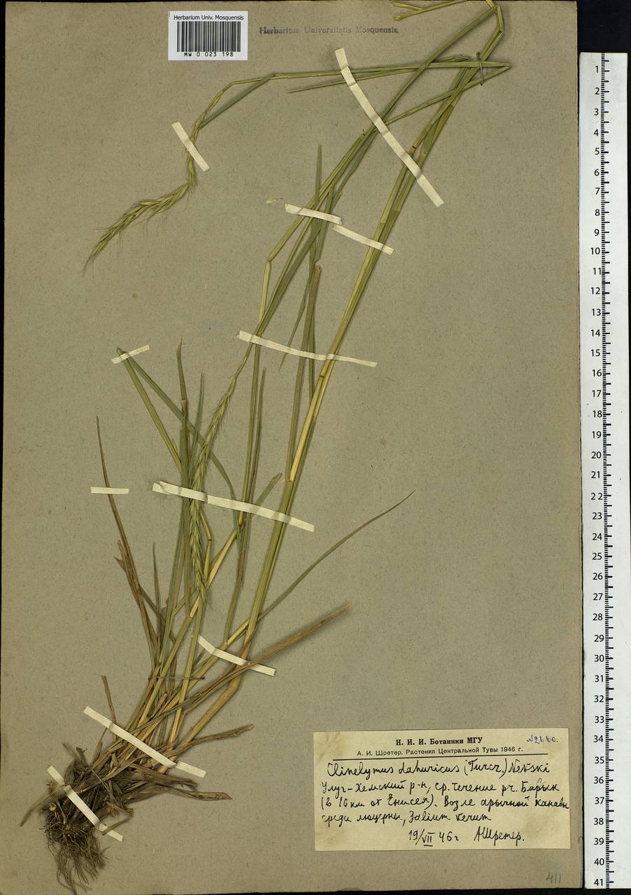 Campeiostachys dahurica (Turcz. ex Griseb.) B.R.Baum, J.L.Yang & C.Yen, Siberia, Altai & Sayany Mountains (S2) (Russia)