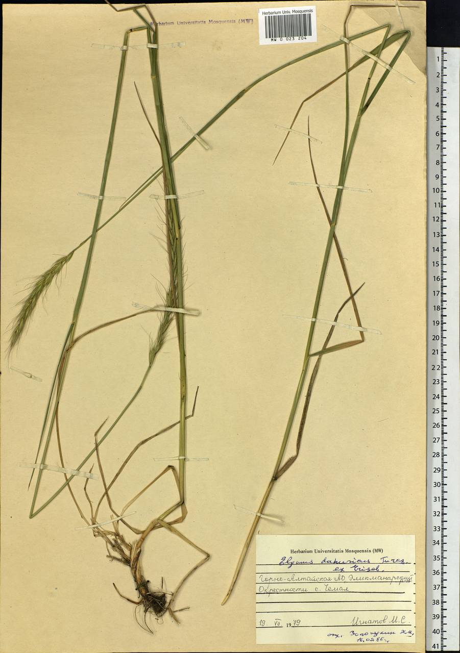 Campeiostachys dahurica (Turcz. ex Griseb.) B.R.Baum, J.L.Yang & C.Yen, Siberia, Altai & Sayany Mountains (S2) (Russia)