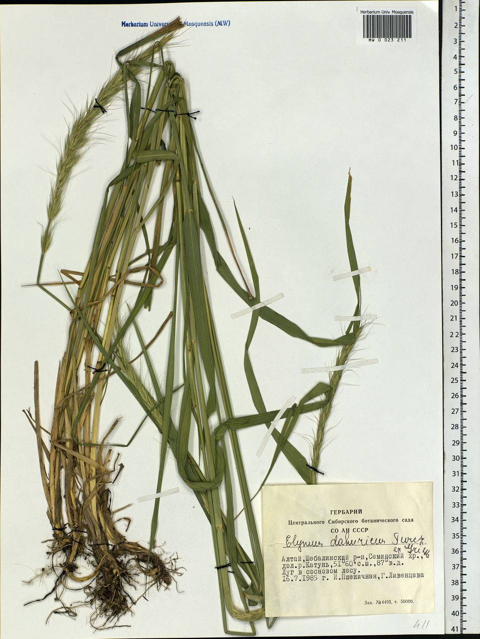 Campeiostachys dahurica (Turcz. ex Griseb.) B.R.Baum, J.L.Yang & C.Yen, Siberia, Altai & Sayany Mountains (S2) (Russia)