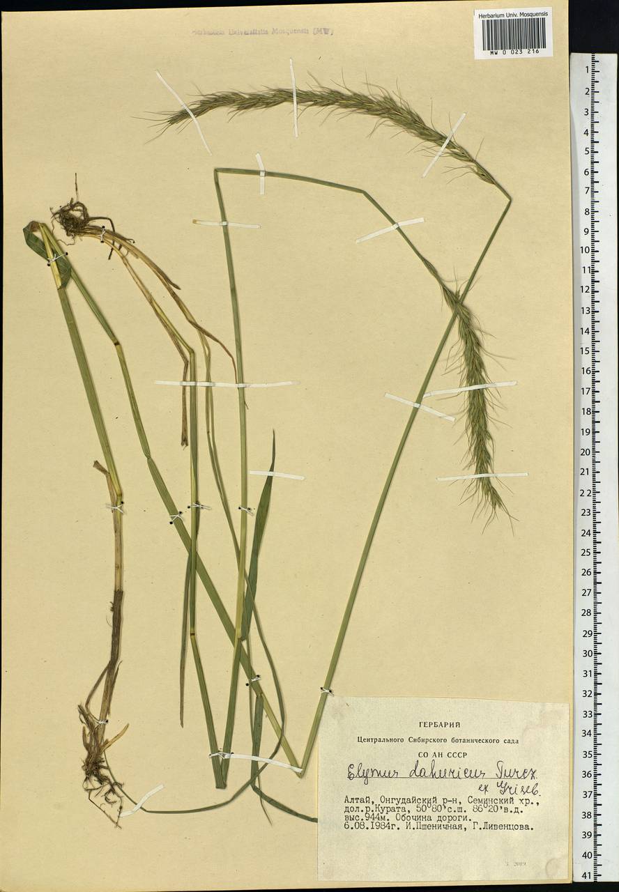 Campeiostachys dahurica (Turcz. ex Griseb.) B.R.Baum, J.L.Yang & C.Yen, Siberia, Altai & Sayany Mountains (S2) (Russia)