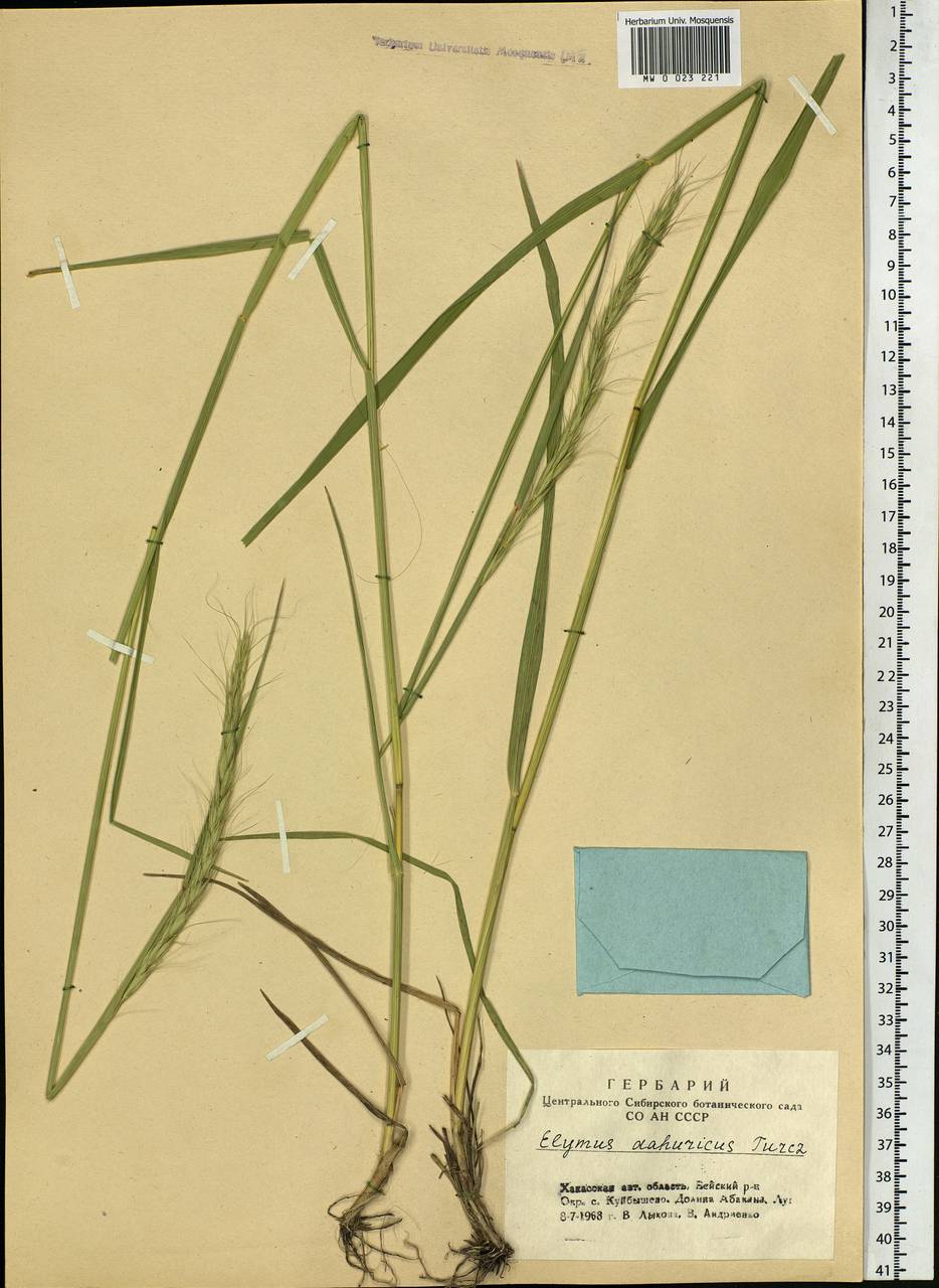 Campeiostachys dahurica (Turcz. ex Griseb.) B.R.Baum, J.L.Yang & C.Yen, Siberia, Altai & Sayany Mountains (S2) (Russia)