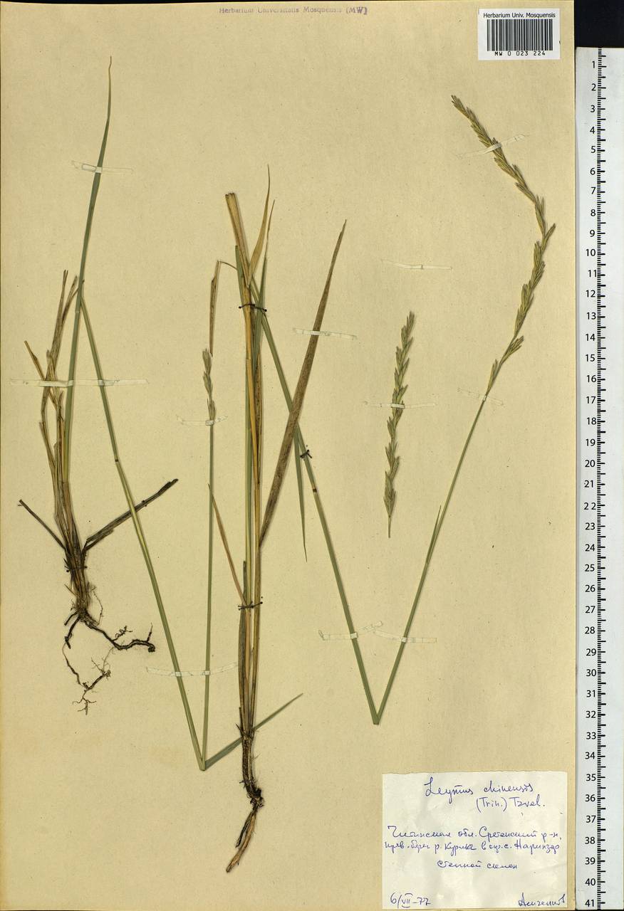 Leymus chinensis (Trin.) Tzvelev, Siberia, Baikal & Transbaikal region (S4) (Russia)