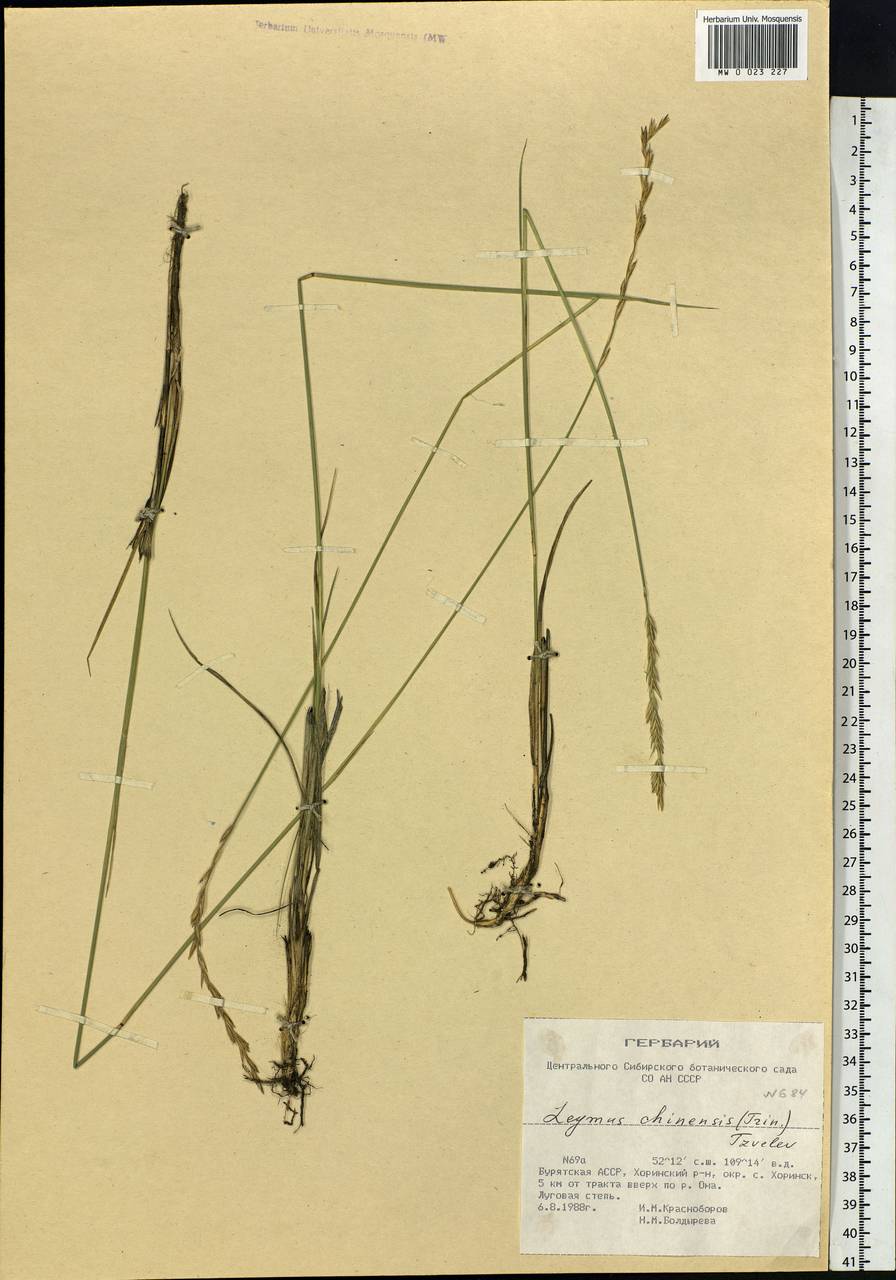 Leymus chinensis (Trin.) Tzvelev, Siberia, Baikal & Transbaikal region (S4) (Russia)