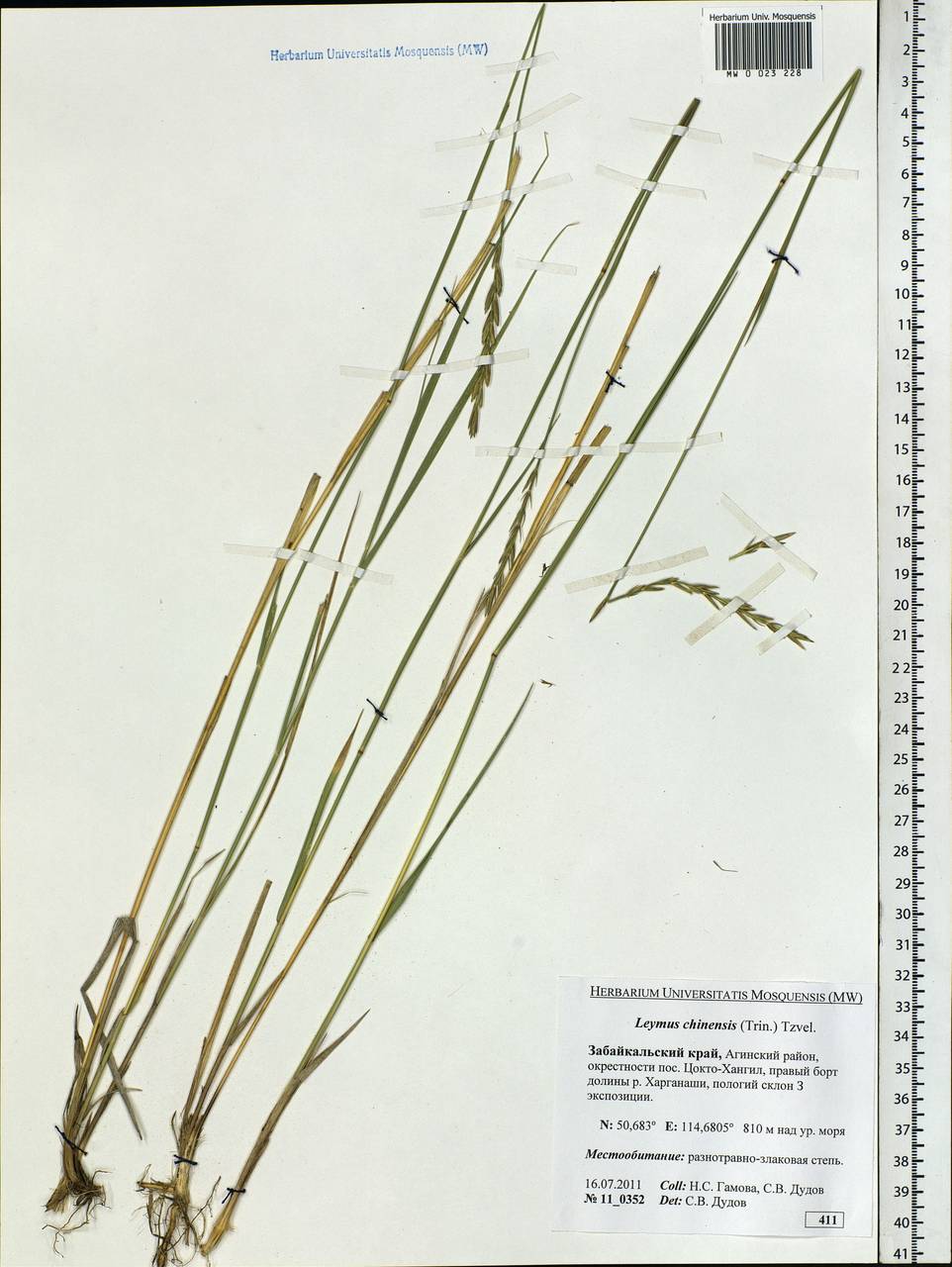 Leymus chinensis (Trin.) Tzvelev, Siberia, Baikal & Transbaikal region (S4) (Russia)