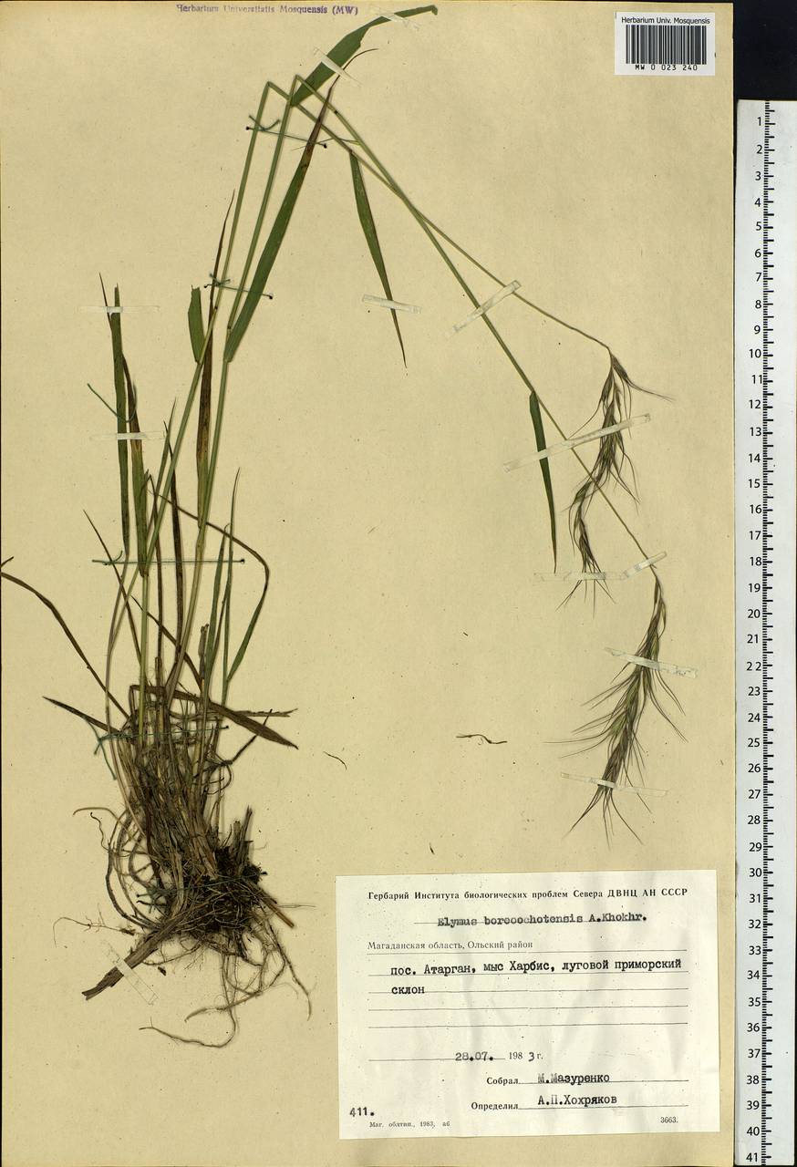 Elymus confusus (Roshev.) Tzvelev, Siberia, Chukotka & Kamchatka (S7) (Russia)
