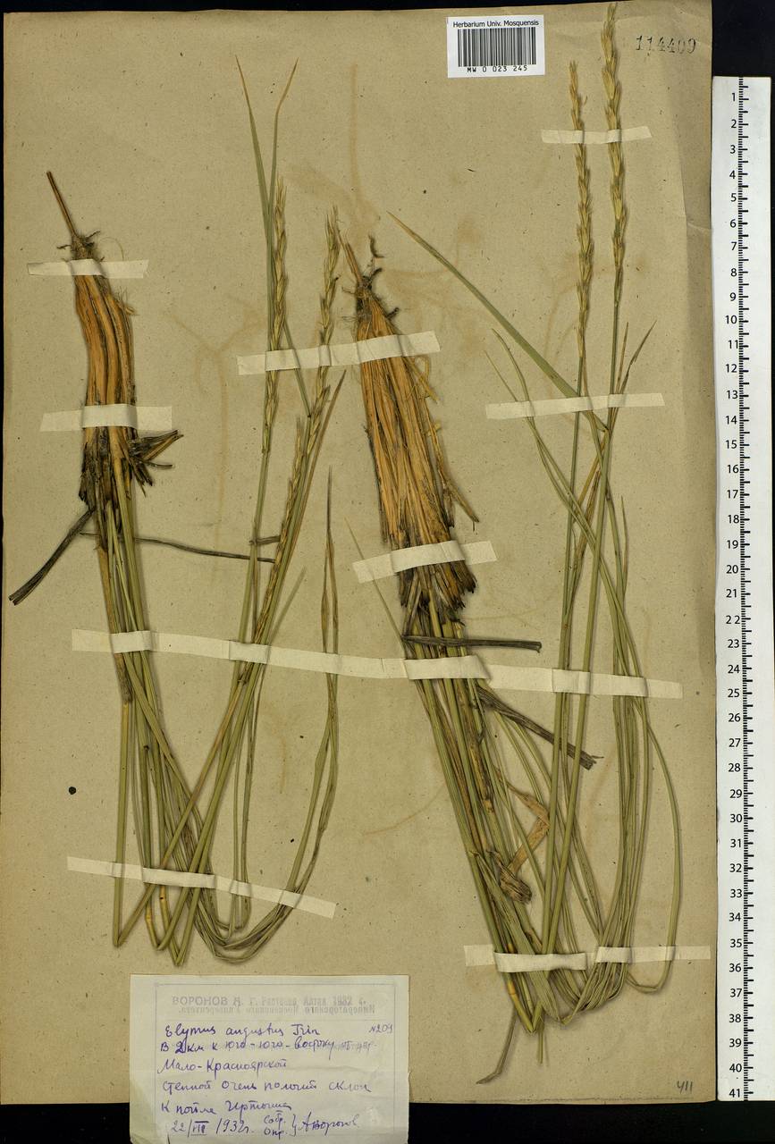 Leymus angustus (Trin.) Pilg., Siberia, Western (Kazakhstan) Altai Mountains (S2a) (Kazakhstan)