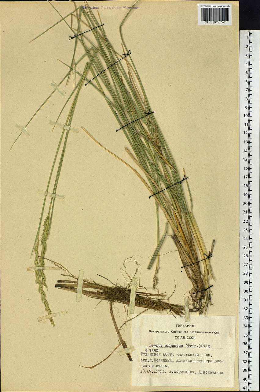 Leymus angustus (Trin.) Pilg., Siberia, Altai & Sayany Mountains (S2) (Russia)