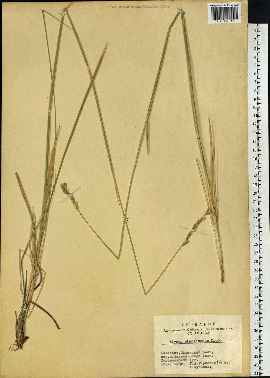 Leymus akmolinensis (Drobow) Tzvelev, Siberia, Altai & Sayany Mountains (S2) (Russia)