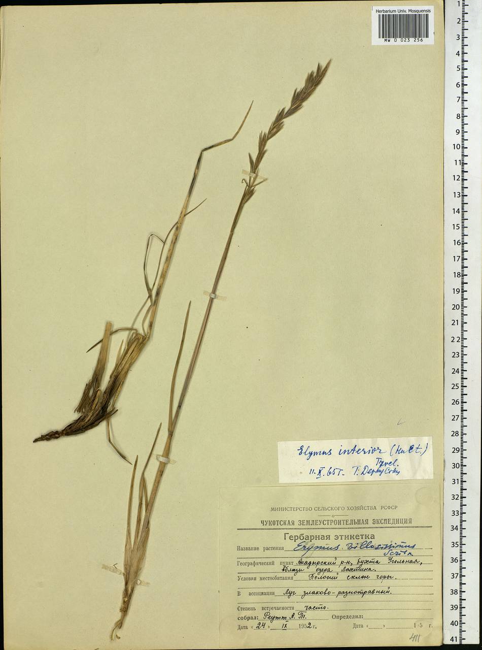 Leymus ajanensis (J.J.Vassil.) Tzvelev, Siberia, Chukotka & Kamchatka (S7) (Russia)