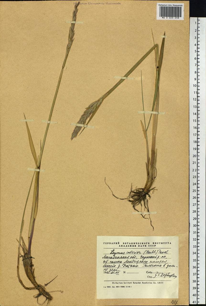 Leymus ajanensis (J.J.Vassil.) Tzvelev, Siberia, Chukotka & Kamchatka (S7) (Russia)