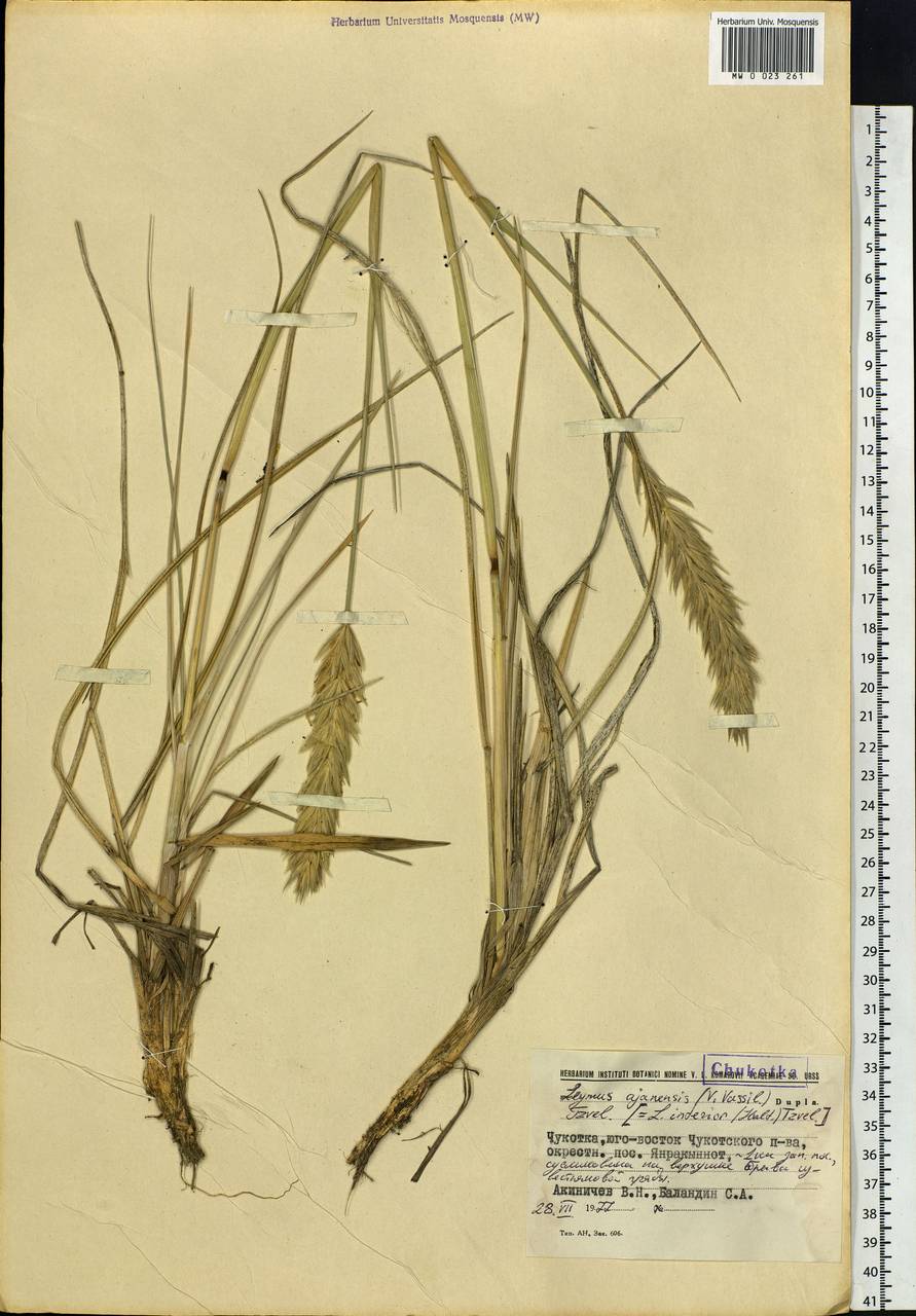 Leymus ajanensis (J.J.Vassil.) Tzvelev, Siberia, Chukotka & Kamchatka (S7) (Russia)