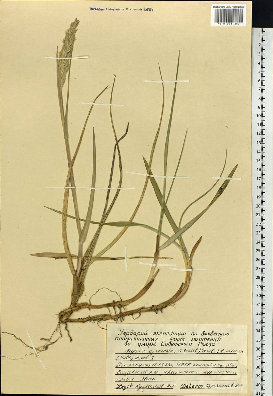 Leymus ajanensis (J.J.Vassil.) Tzvelev, Siberia, Chukotka & Kamchatka (S7) (Russia)
