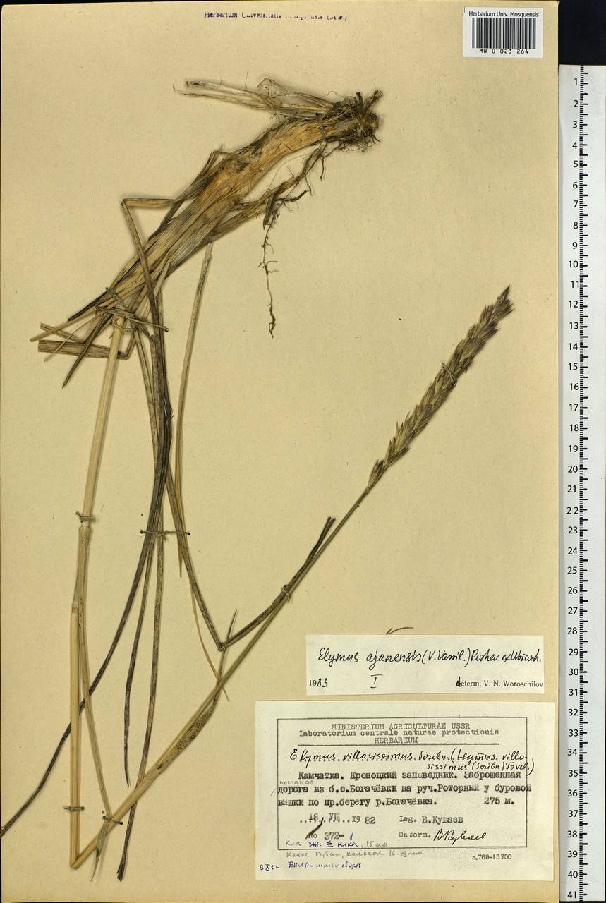 Leymus ajanensis (J.J.Vassil.) Tzvelev, Siberia, Chukotka & Kamchatka (S7) (Russia)