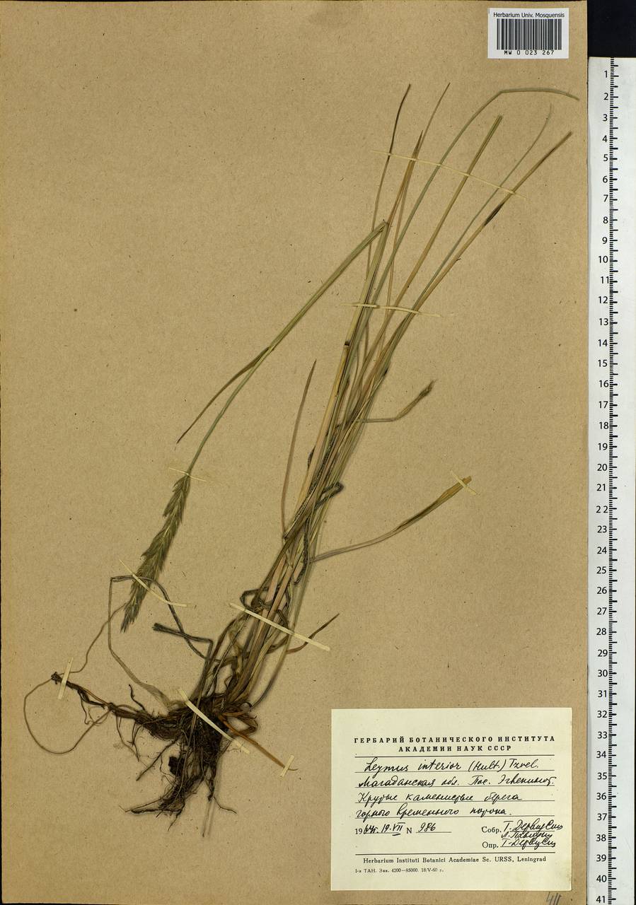 Leymus ajanensis (J.J.Vassil.) Tzvelev, Siberia, Chukotka & Kamchatka (S7) (Russia)