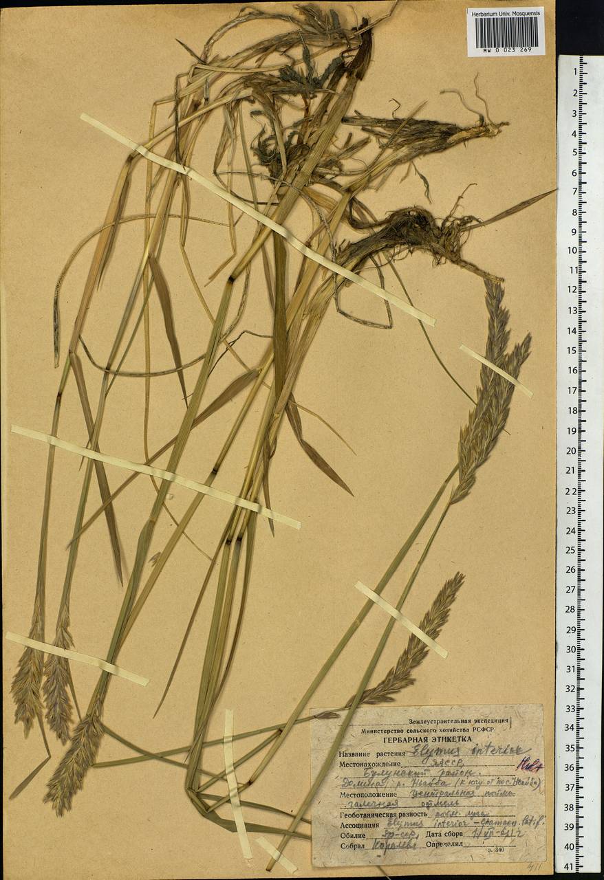 Leymus ajanensis (J.J.Vassil.) Tzvelev, Siberia, Yakutia (S5) (Russia)