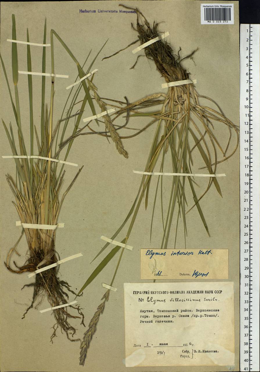 Leymus ajanensis (J.J.Vassil.) Tzvelev, Siberia, Yakutia (S5) (Russia)