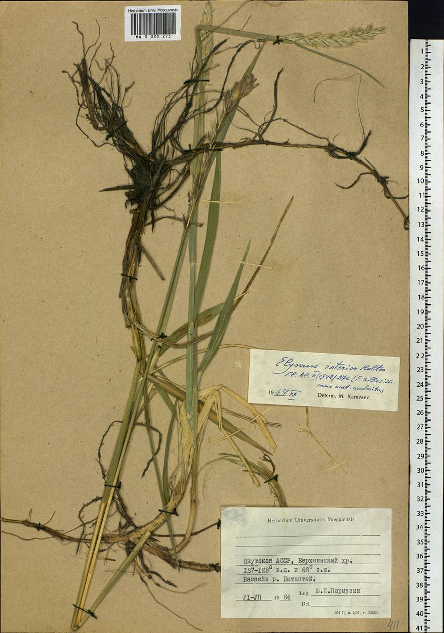 Leymus ajanensis (J.J.Vassil.) Tzvelev, Siberia, Yakutia (S5) (Russia)