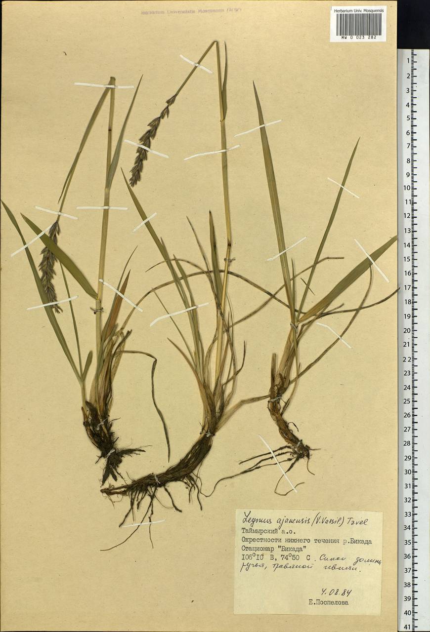 Leymus ajanensis (J.J.Vassil.) Tzvelev, Siberia, Central Siberia (S3) (Russia)