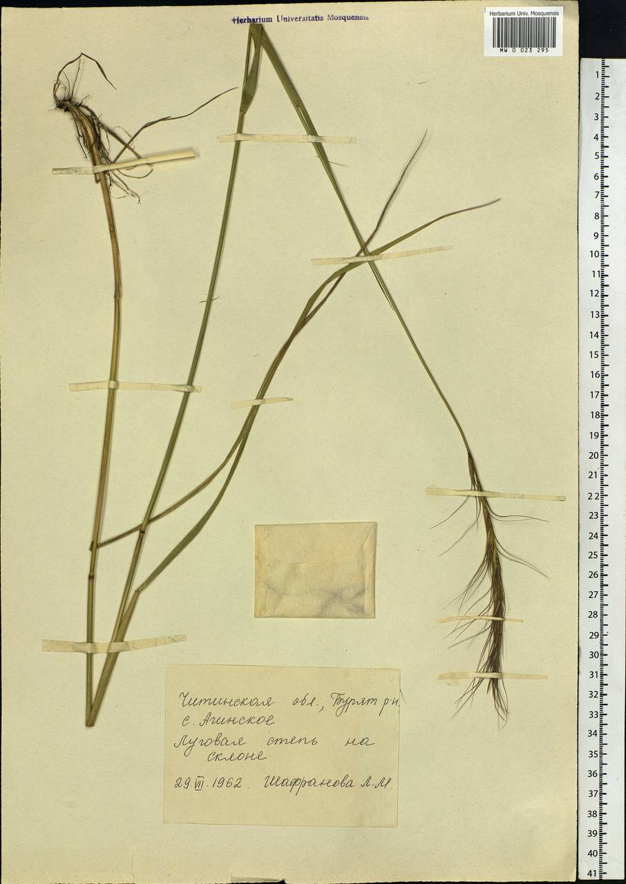 Elymus, Siberia, Baikal & Transbaikal region (S4) (Russia)