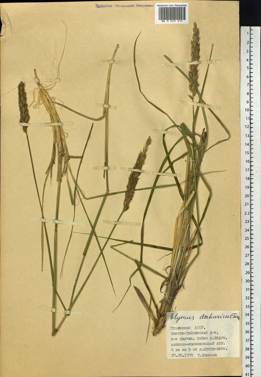 Elymus, Siberia, Altai & Sayany Mountains (S2) (Russia)