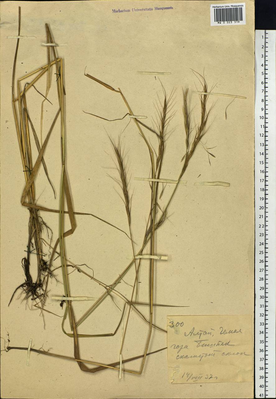 Elymus, Siberia, Altai & Sayany Mountains (S2) (Russia)