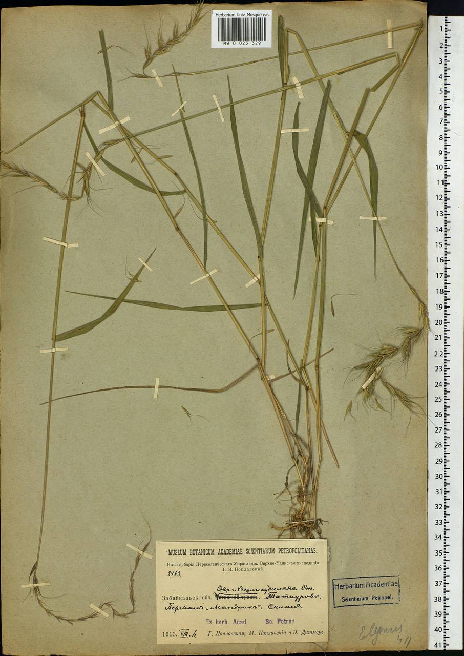 Elymus, Siberia, Baikal & Transbaikal region (S4) (Russia)