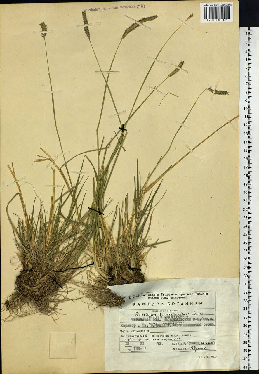 Hordeum brevisubulatum (Trin.) Link, Siberia, Baikal & Transbaikal region (S4) (Russia)