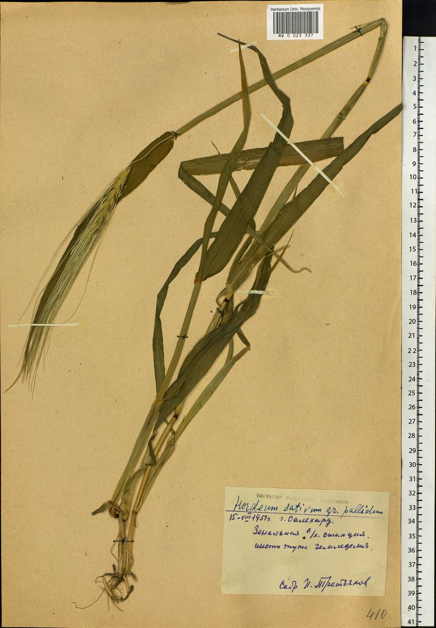 Hordeum vulgare L., Siberia, Western Siberia (S1) (Russia)