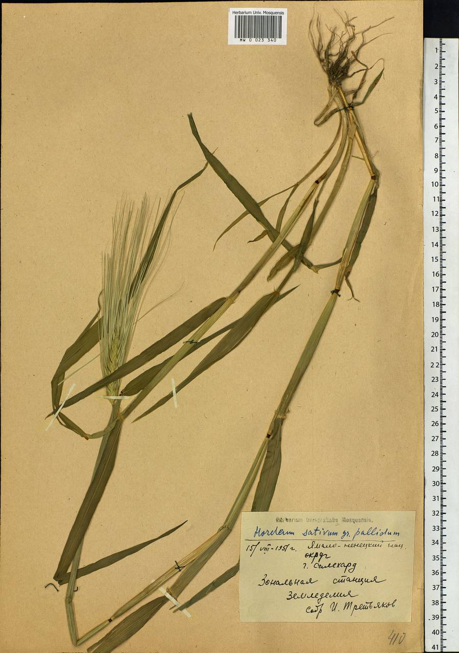 Hordeum vulgare L., Siberia, Western Siberia (S1) (Russia)