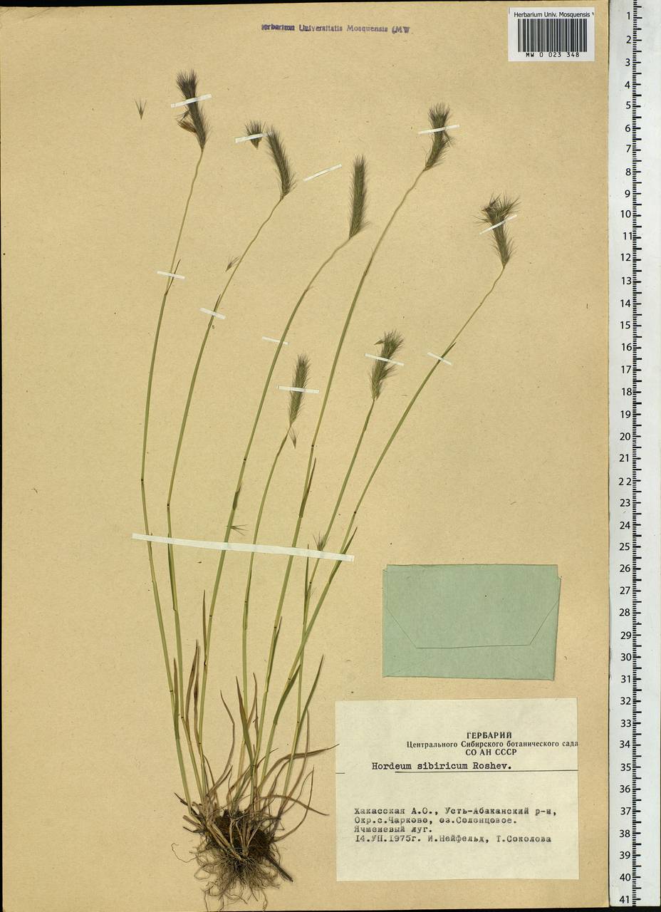 Hordeum roshevitzii Bowden, Siberia, Altai & Sayany Mountains (S2) (Russia)