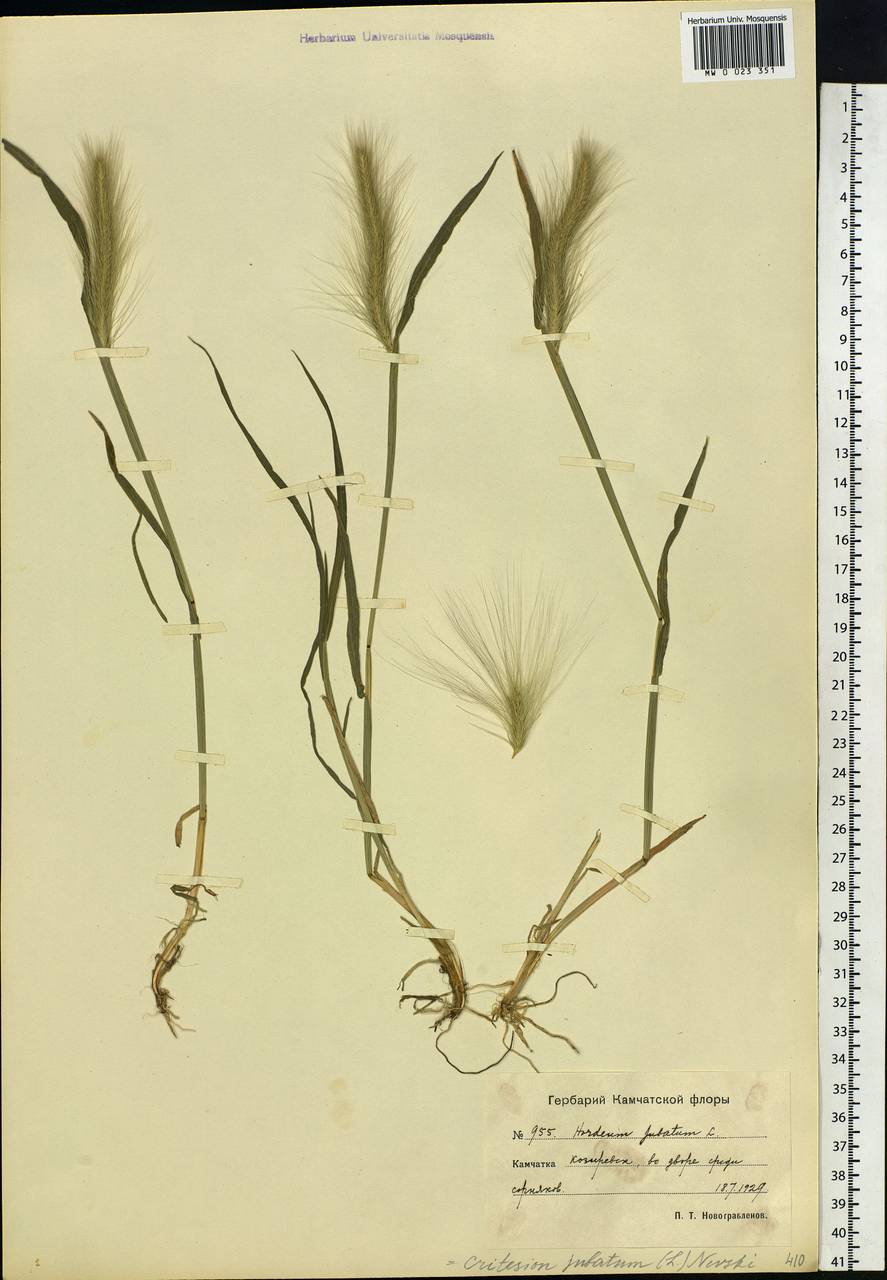 Hordeum jubatum L., Siberia, Chukotka & Kamchatka (S7) (Russia)