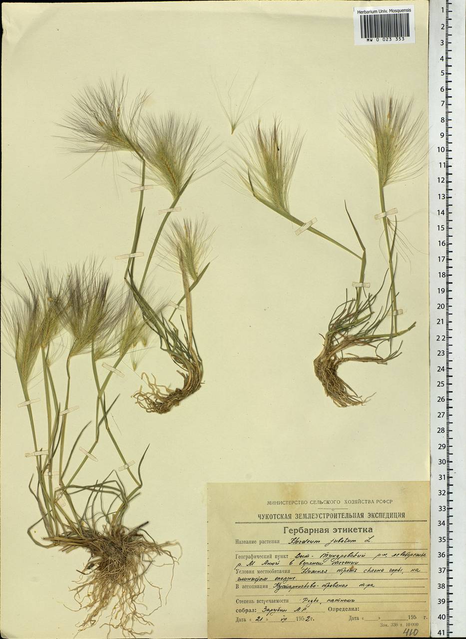 Hordeum jubatum L., Siberia, Chukotka & Kamchatka (S7) (Russia)