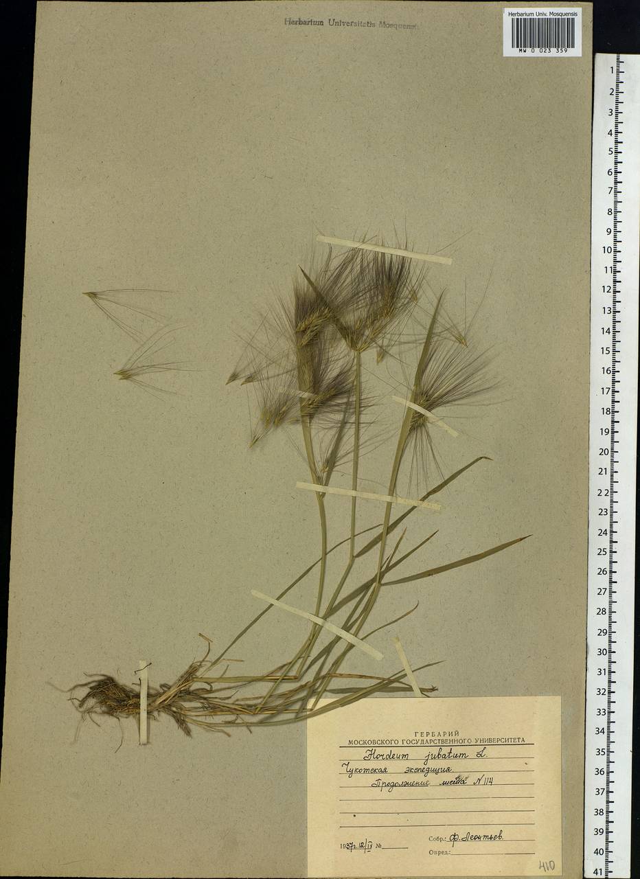Hordeum jubatum L., Siberia, Chukotka & Kamchatka (S7) (Russia)