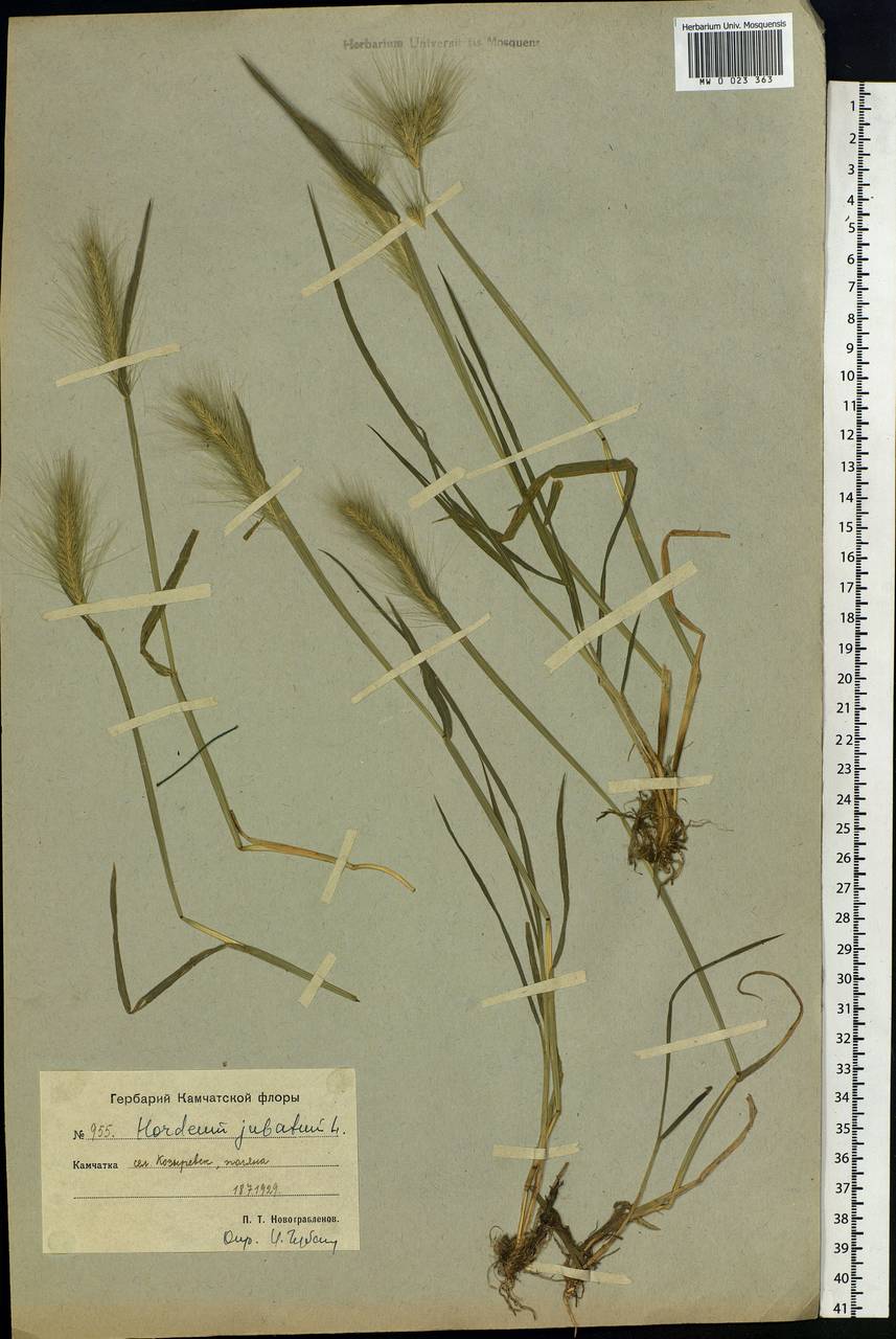 Hordeum jubatum L., Siberia, Chukotka & Kamchatka (S7) (Russia)