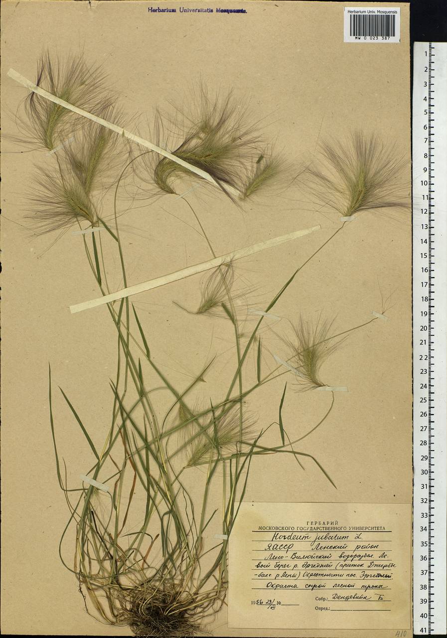 Hordeum jubatum L., Siberia, Yakutia (S5) (Russia)