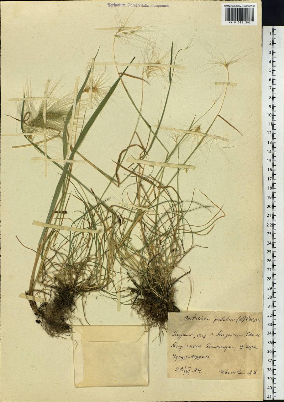 Hordeum jubatum L., Siberia, Yakutia (S5) (Russia)