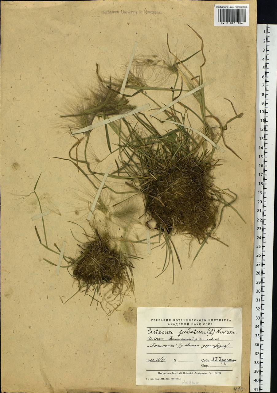 Hordeum jubatum L., Siberia, Yakutia (S5) (Russia)
