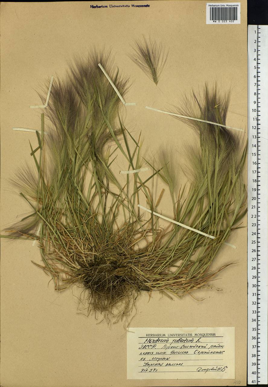 Hordeum jubatum L., Siberia, Yakutia (S5) (Russia)