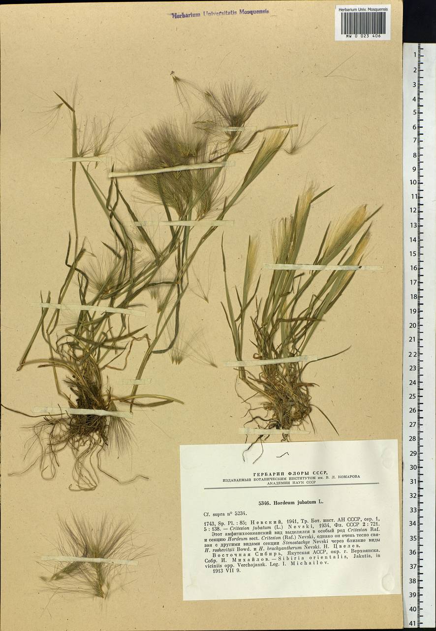 Hordeum jubatum L., Siberia, Yakutia (S5) (Russia)