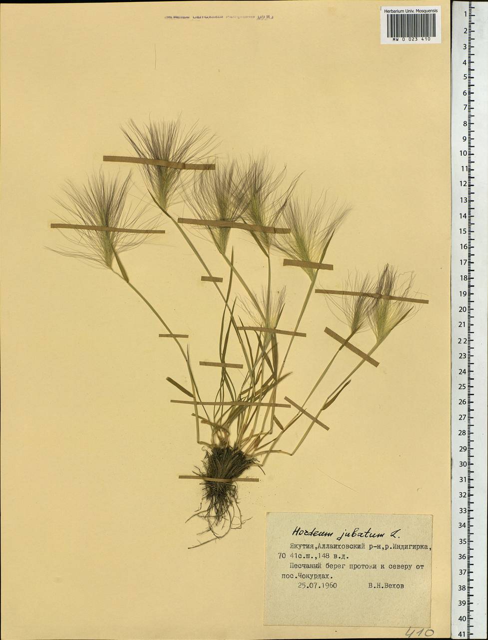 Hordeum jubatum L., Siberia, Yakutia (S5) (Russia)