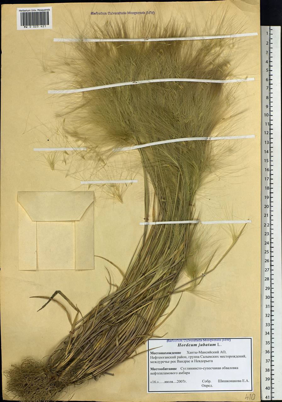 Hordeum jubatum L., Siberia, Western Siberia (S1) (Russia)