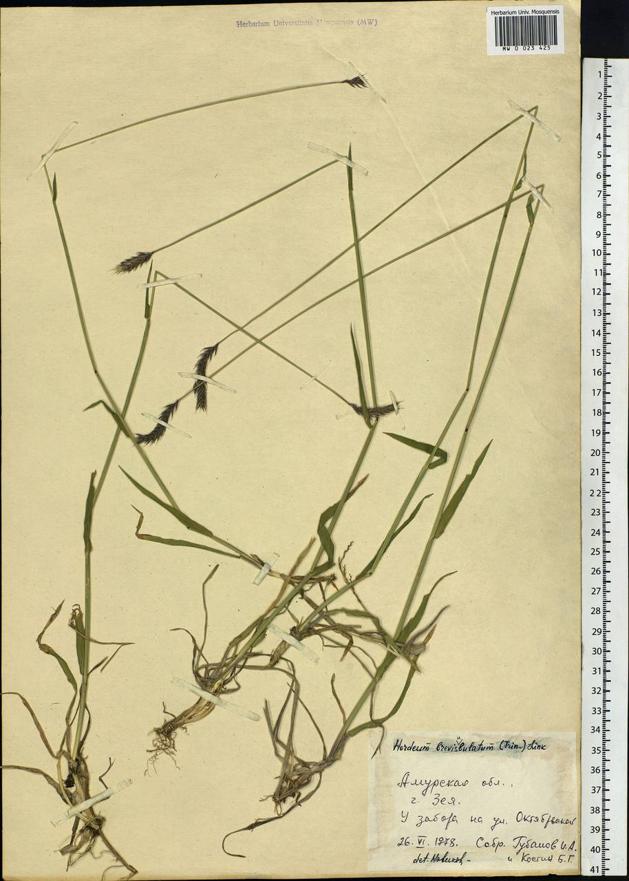 Hordeum brevisubulatum (Trin.) Link, Siberia, Russian Far East (S6) (Russia)