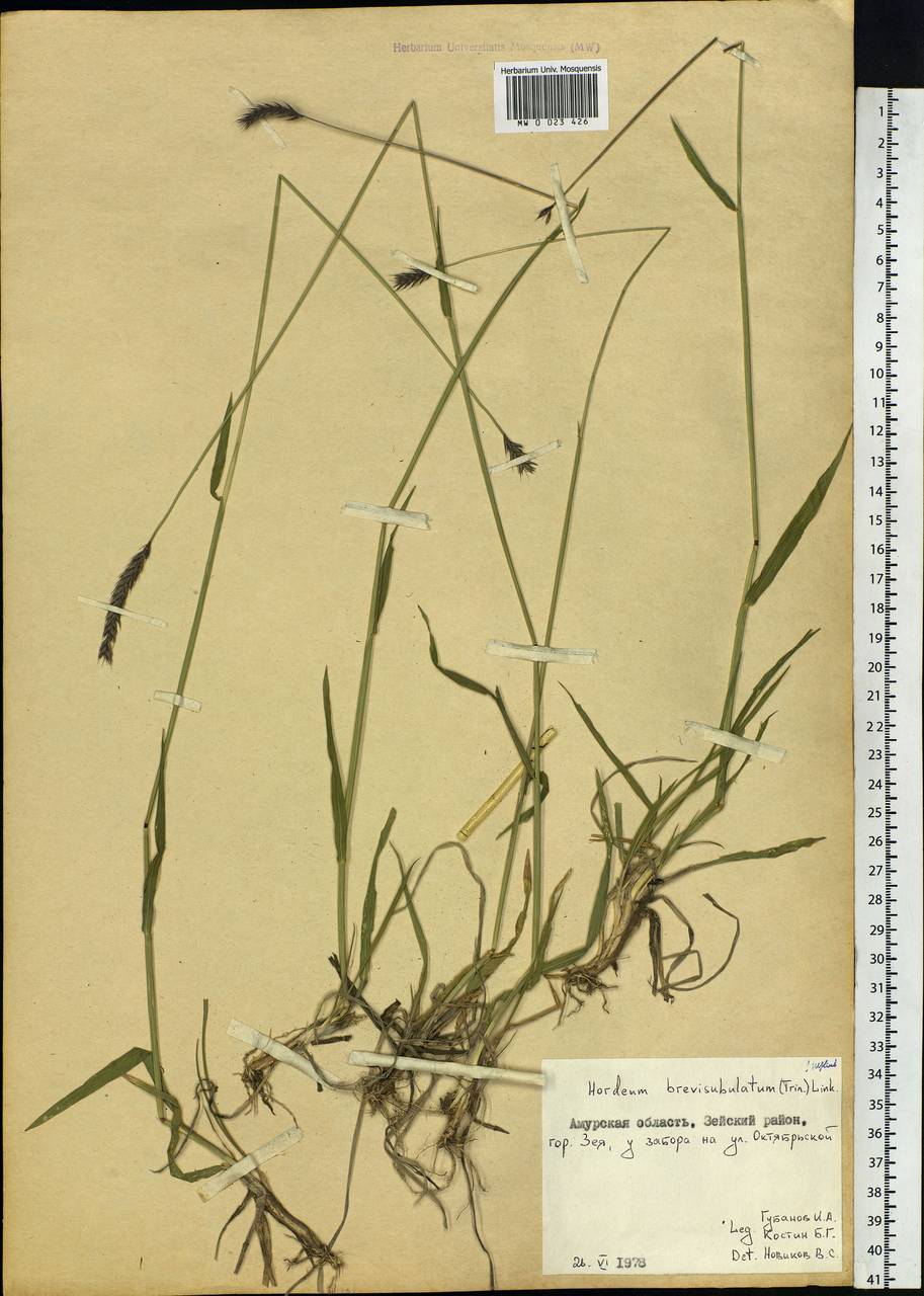 Hordeum brevisubulatum (Trin.) Link, Siberia, Russian Far East (S6) (Russia)